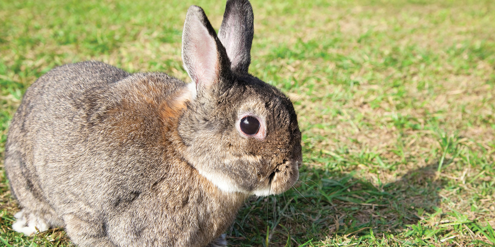 Rabbit Traits