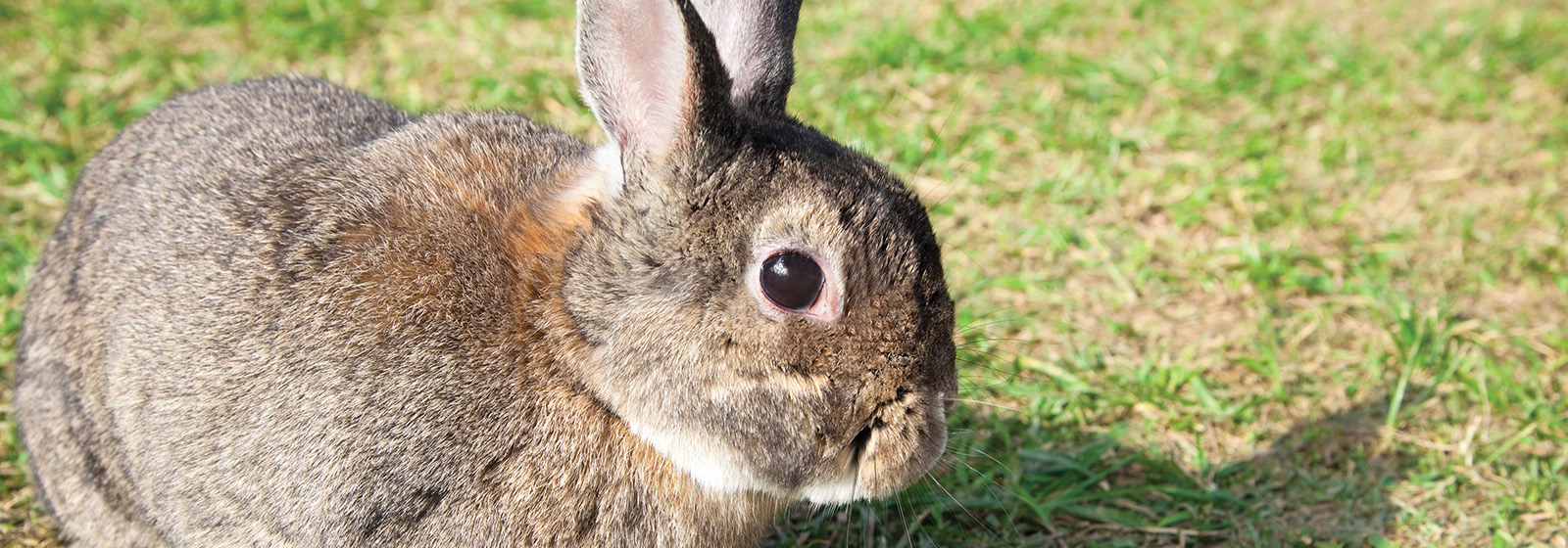 Rabbit Traits