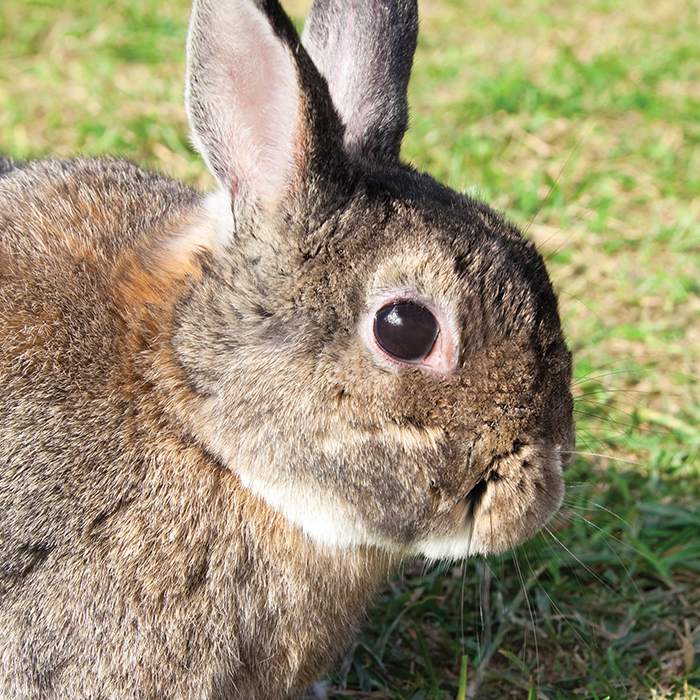 Rabbit Traits